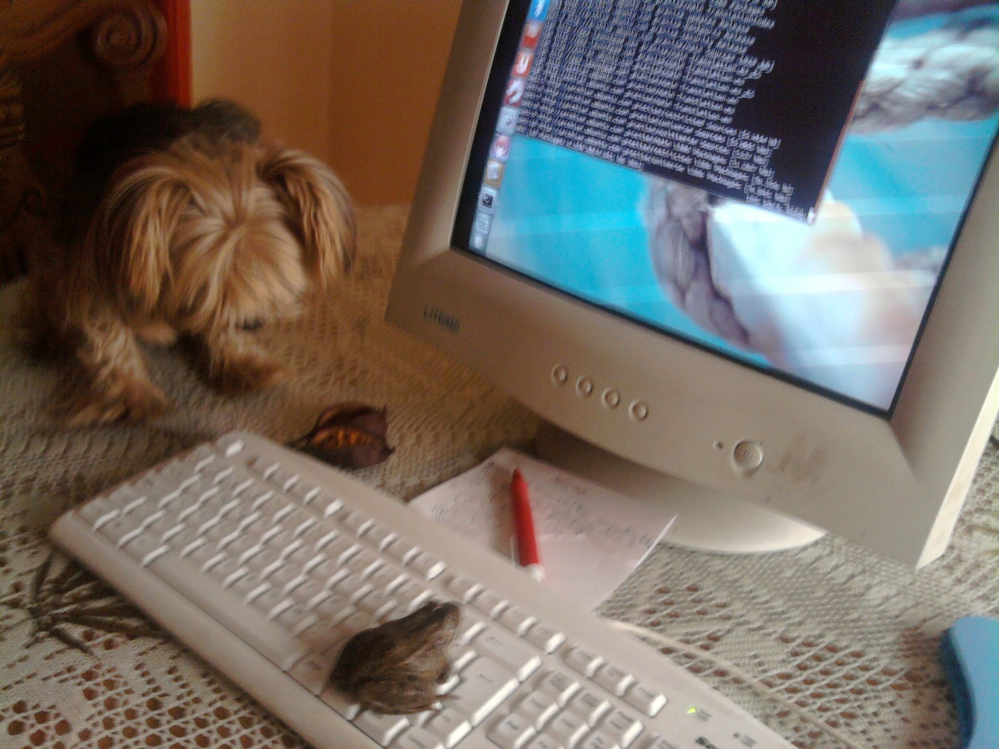 In 2012. My dog, my toad and my Ubuntu.
