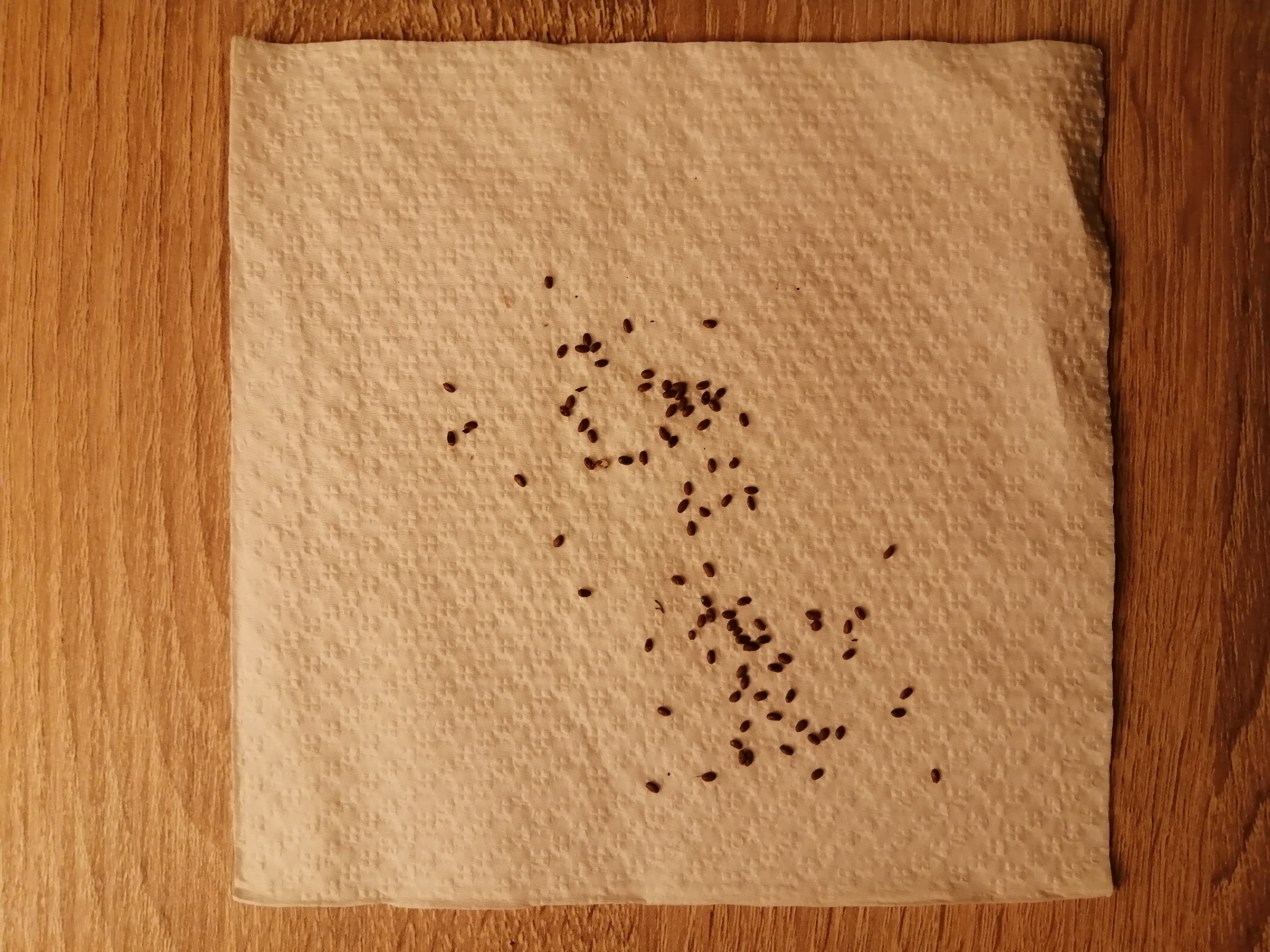 Yellow Kiwi seeds that have been in the refrigerator for about 3 months for cold stratification. No…