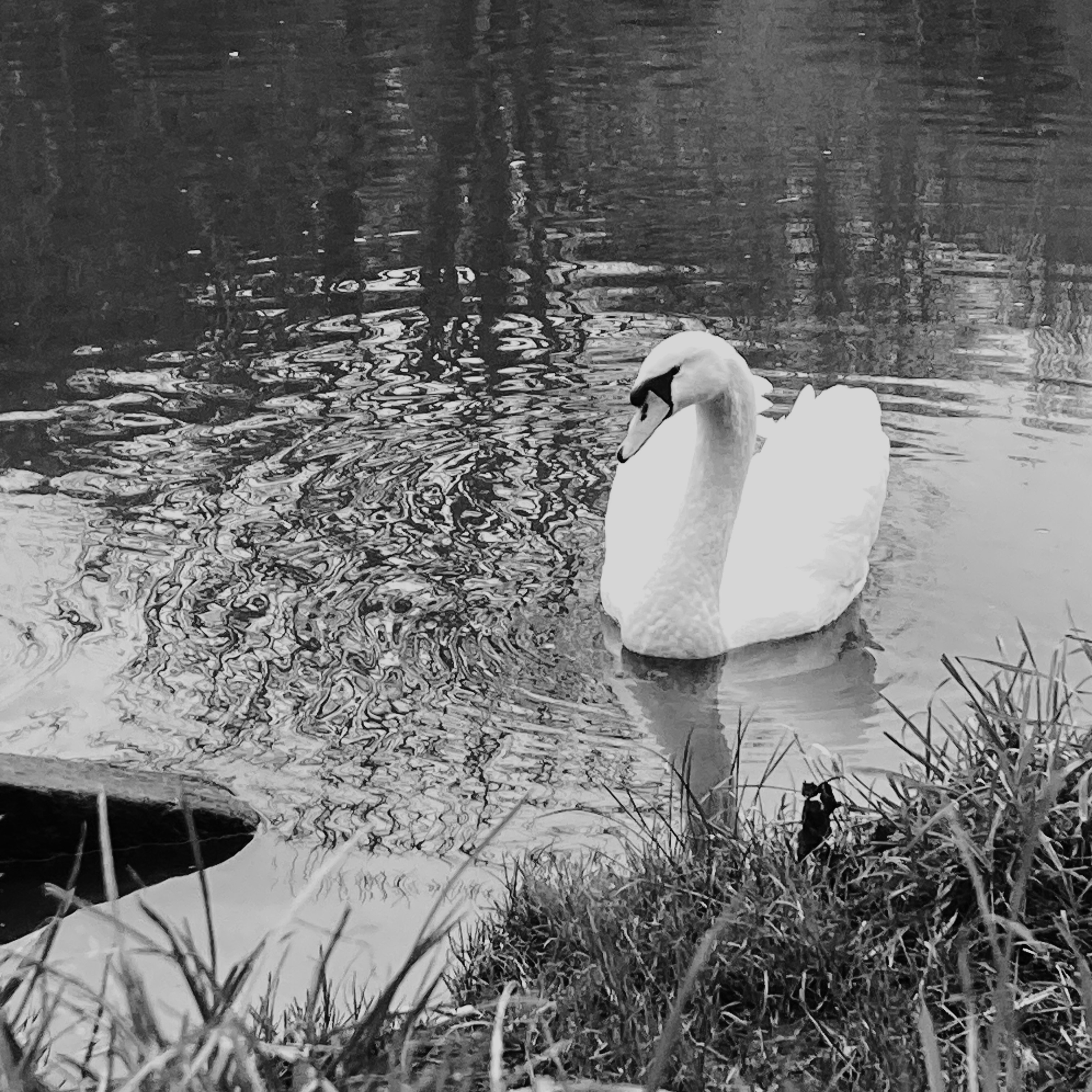 Friendly Swan