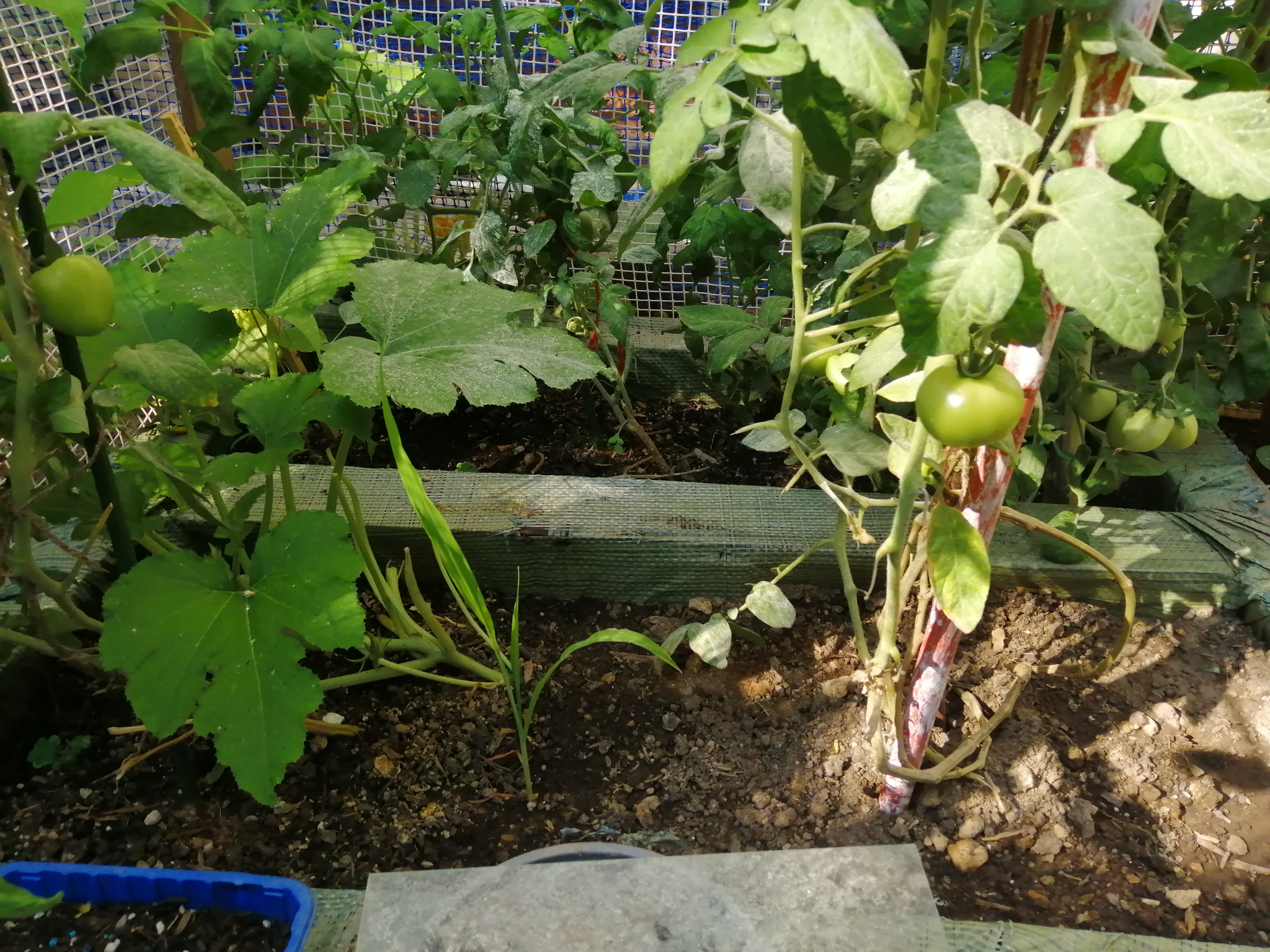 Just like the Bell Peppers, tomatoes are very versatile vegetables that we also (nearly) daily cons…