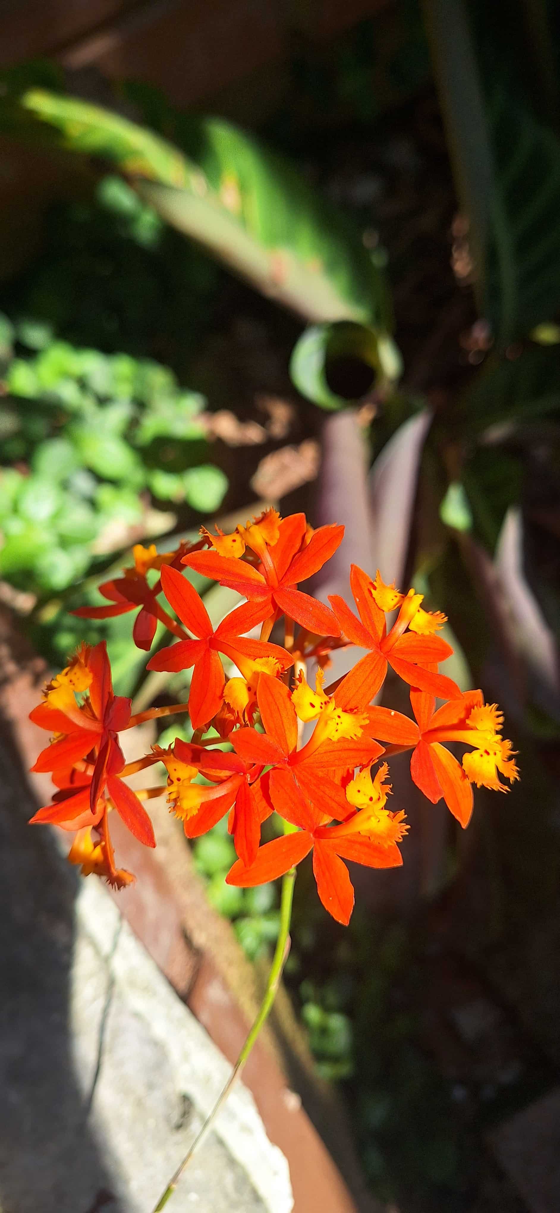 Orchid from my backyard. Real one, no AI.