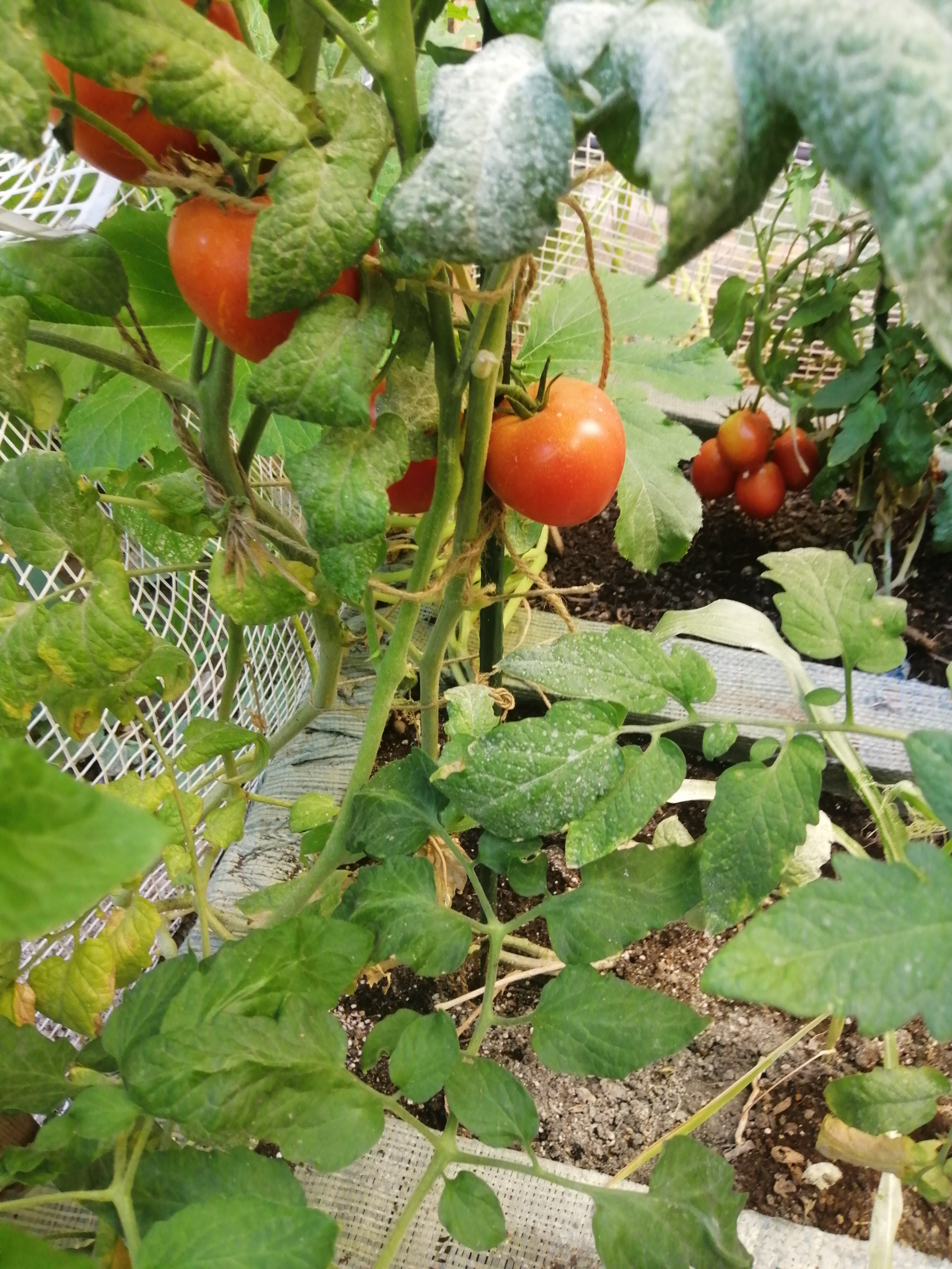 We are about 5 weeks further since my last post on our tomatoes so let's take a look how they are d…