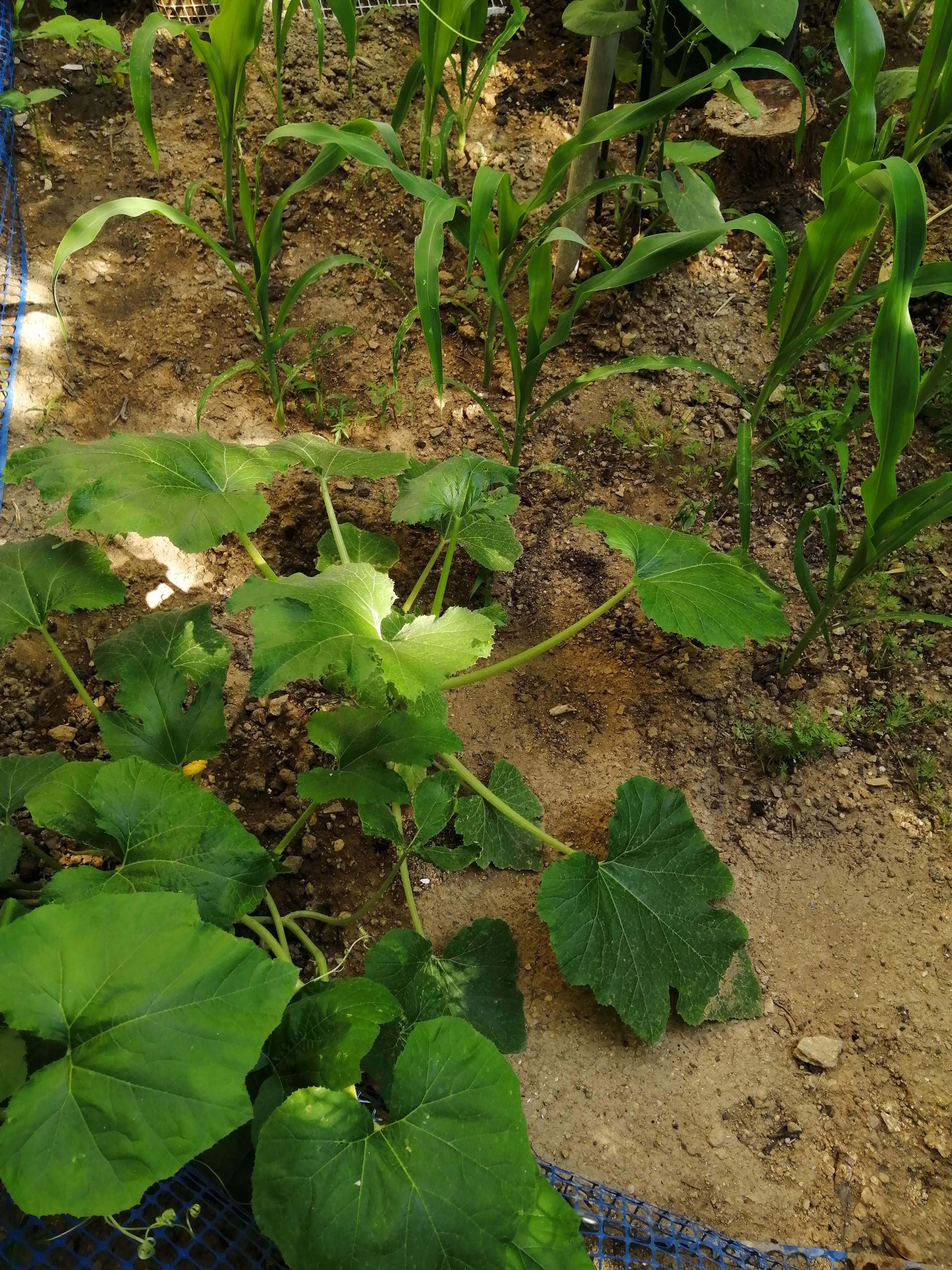 I have little gardening experience (yet) so I am experimenting with different crops to learn which …