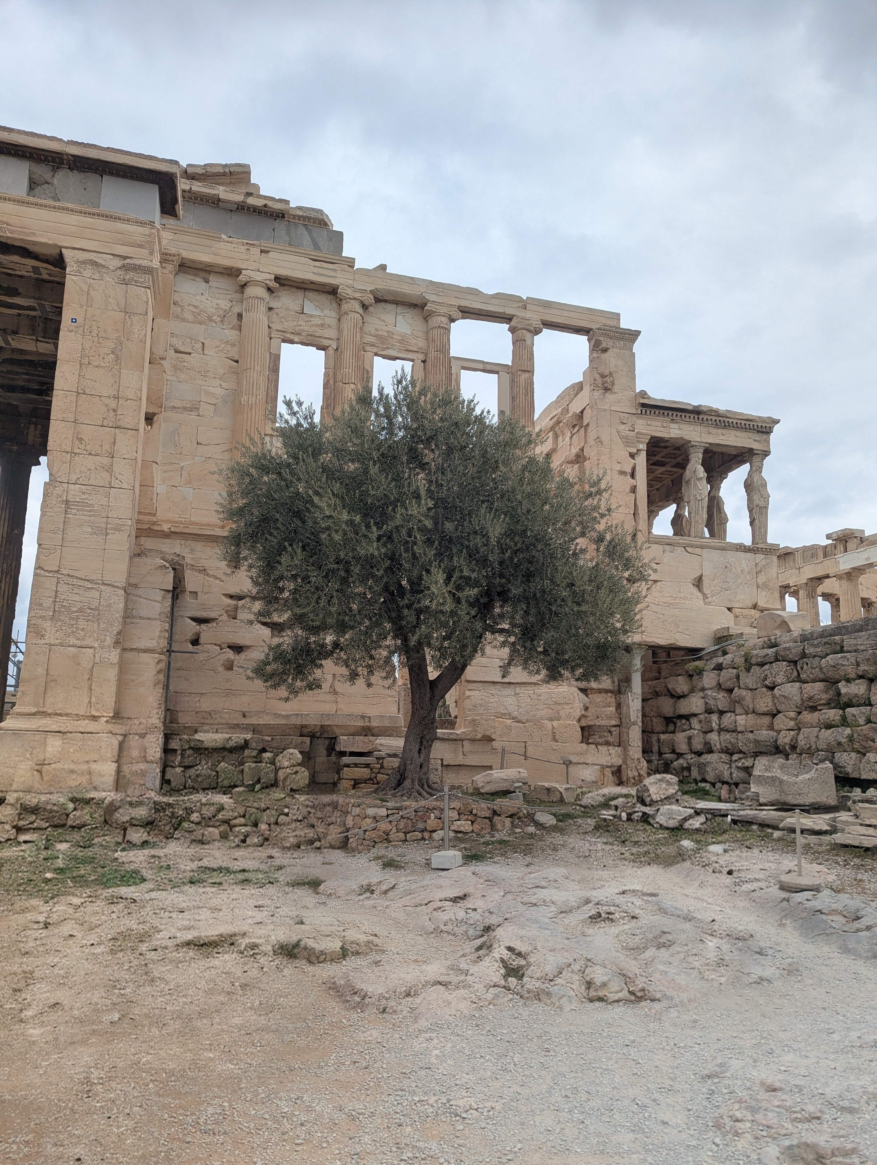 Athena olive tree