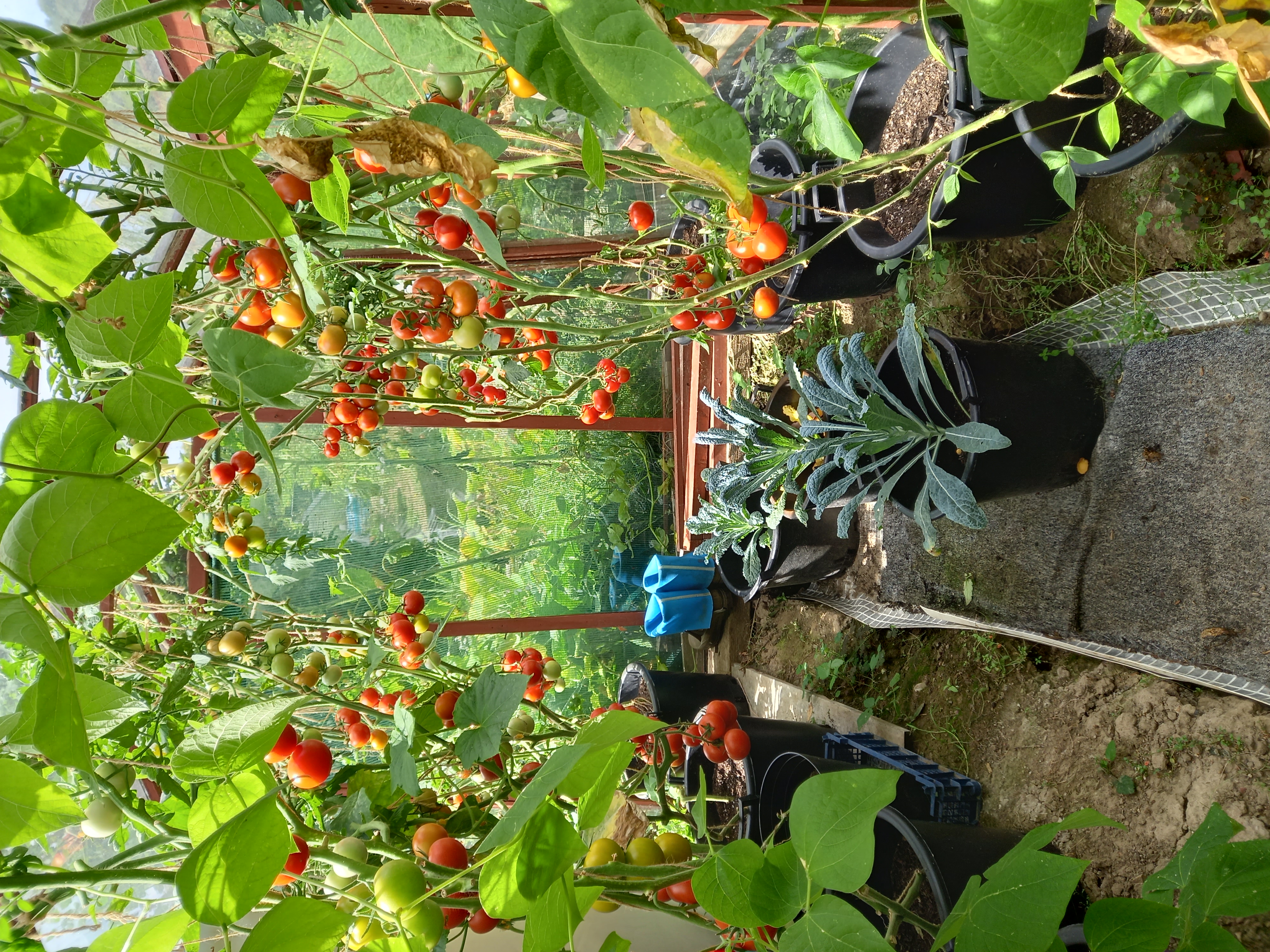 I used to grow about 1500 tomatoes in a small greenhouse from some store bought 🍅's, the old boys u…