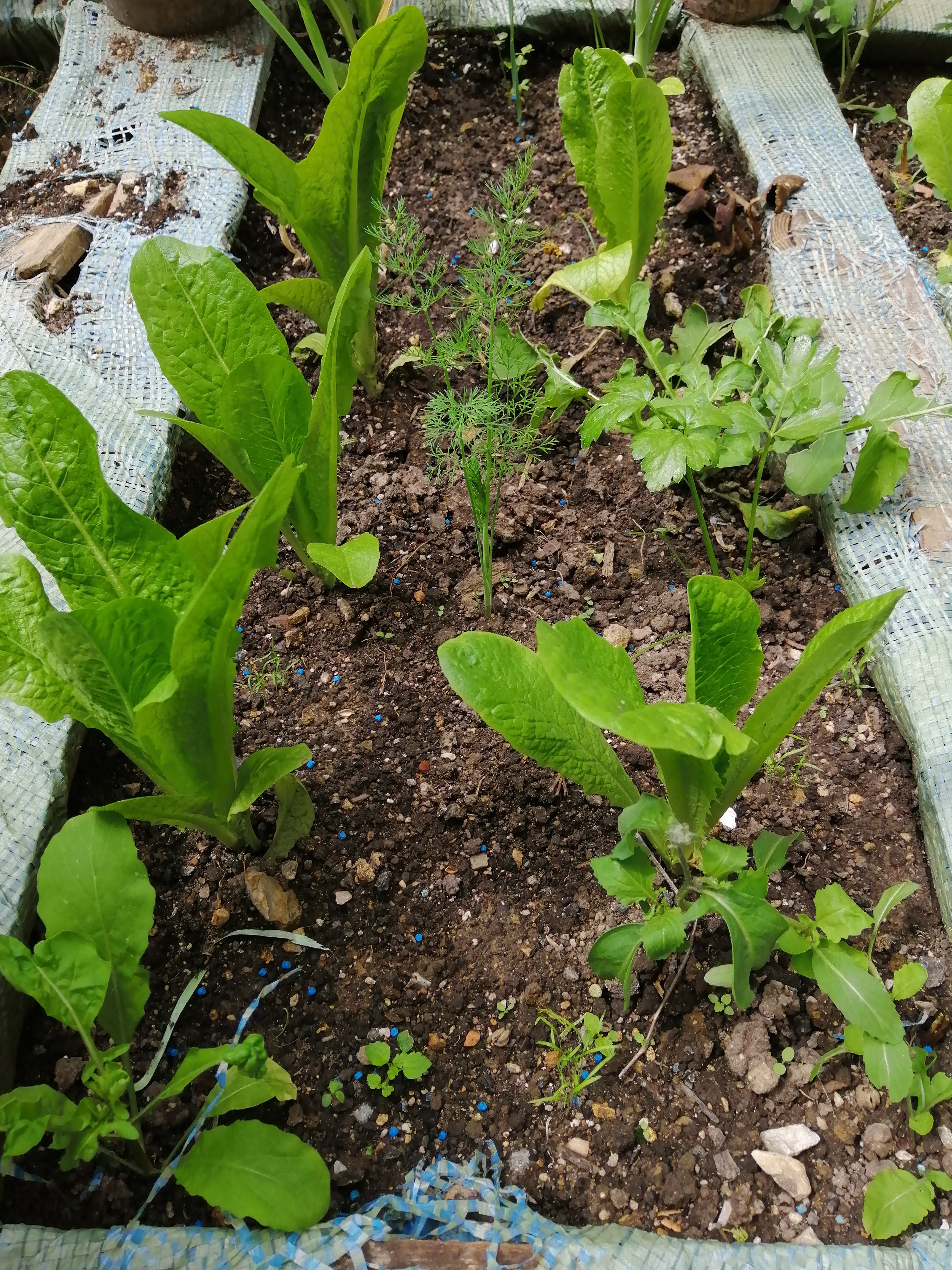 These are a few of our Romaine Lettuces. I can advice everyone, whose is interested, in planting th…
