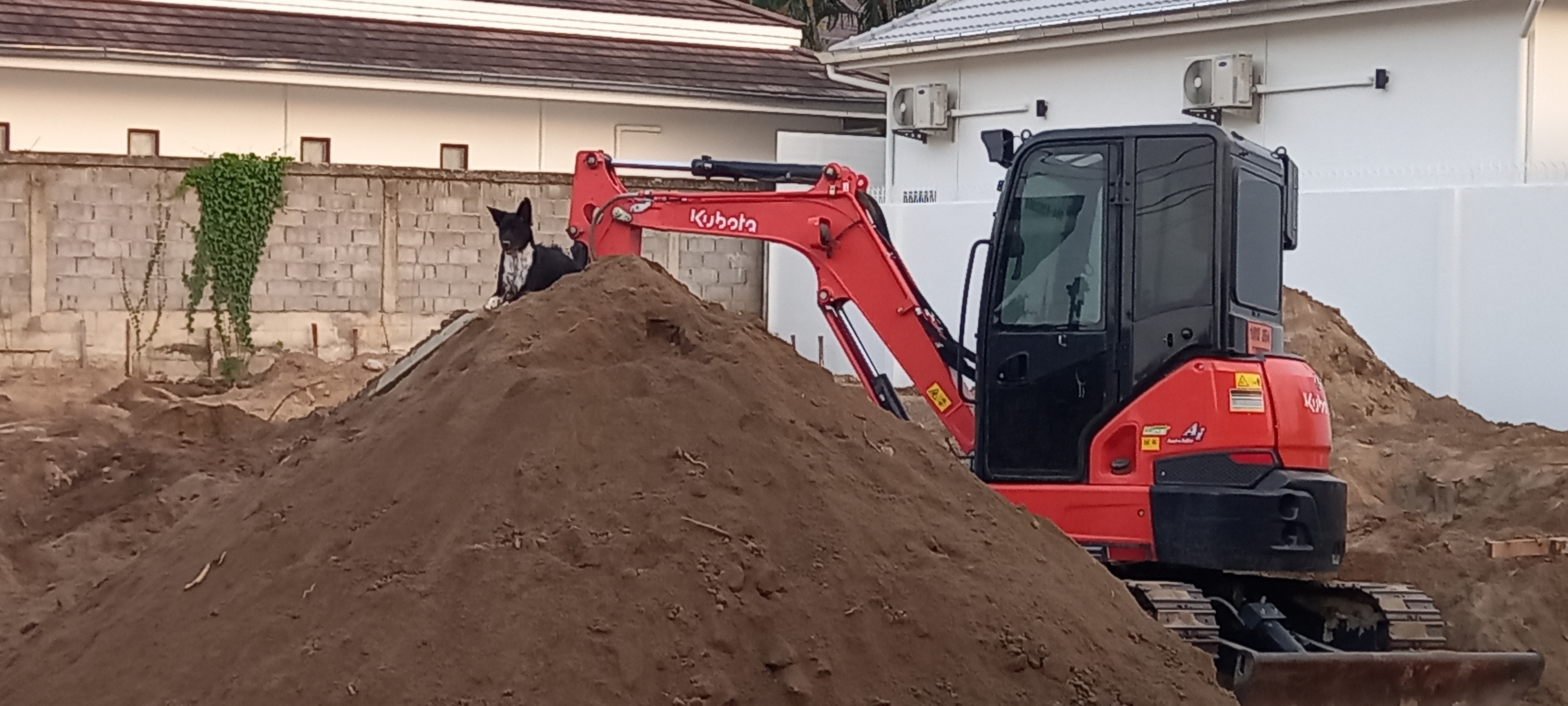 Lucia loves a mound of dirt 🥰