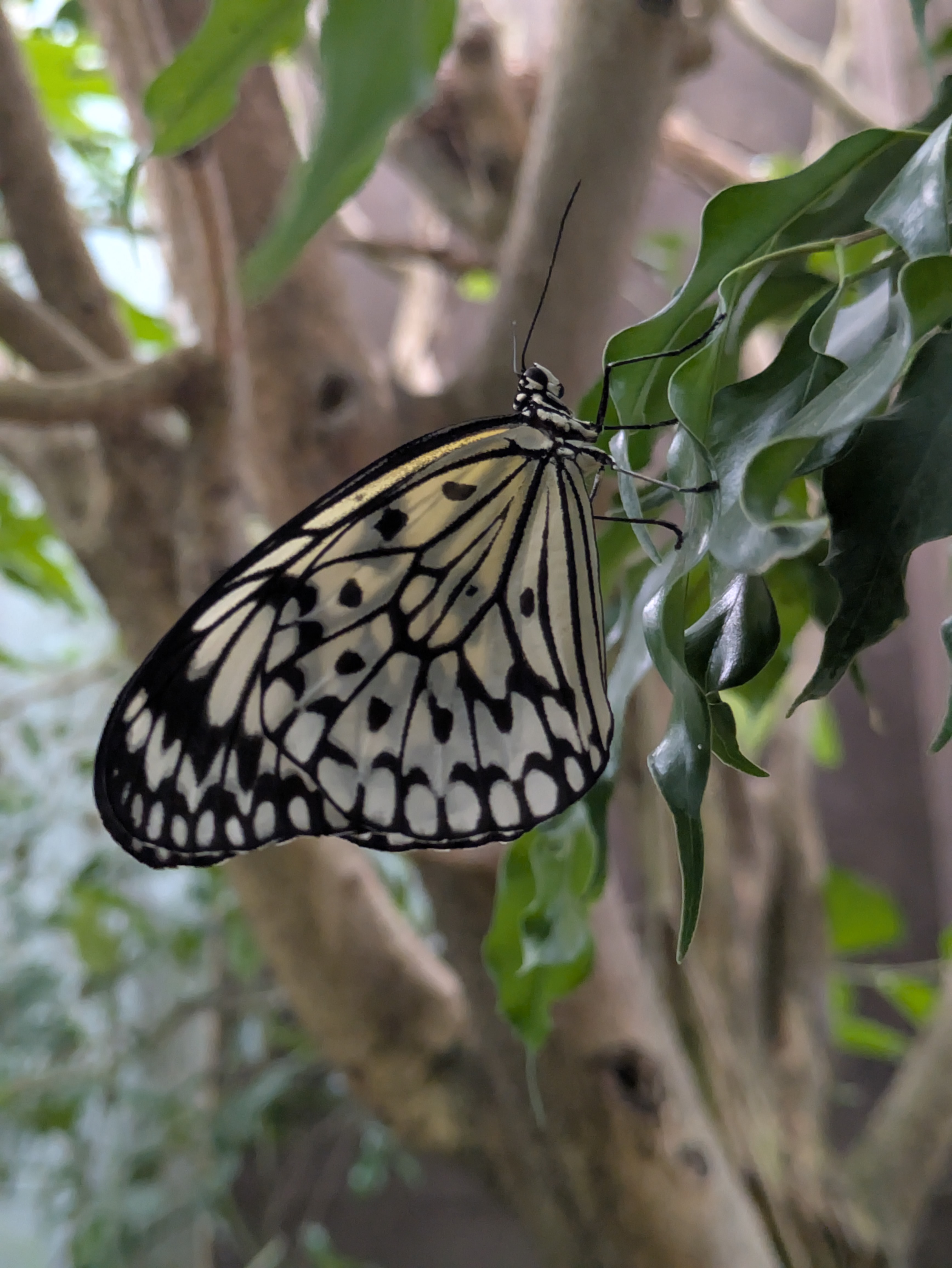 Butterfly
[[pxlpix]]