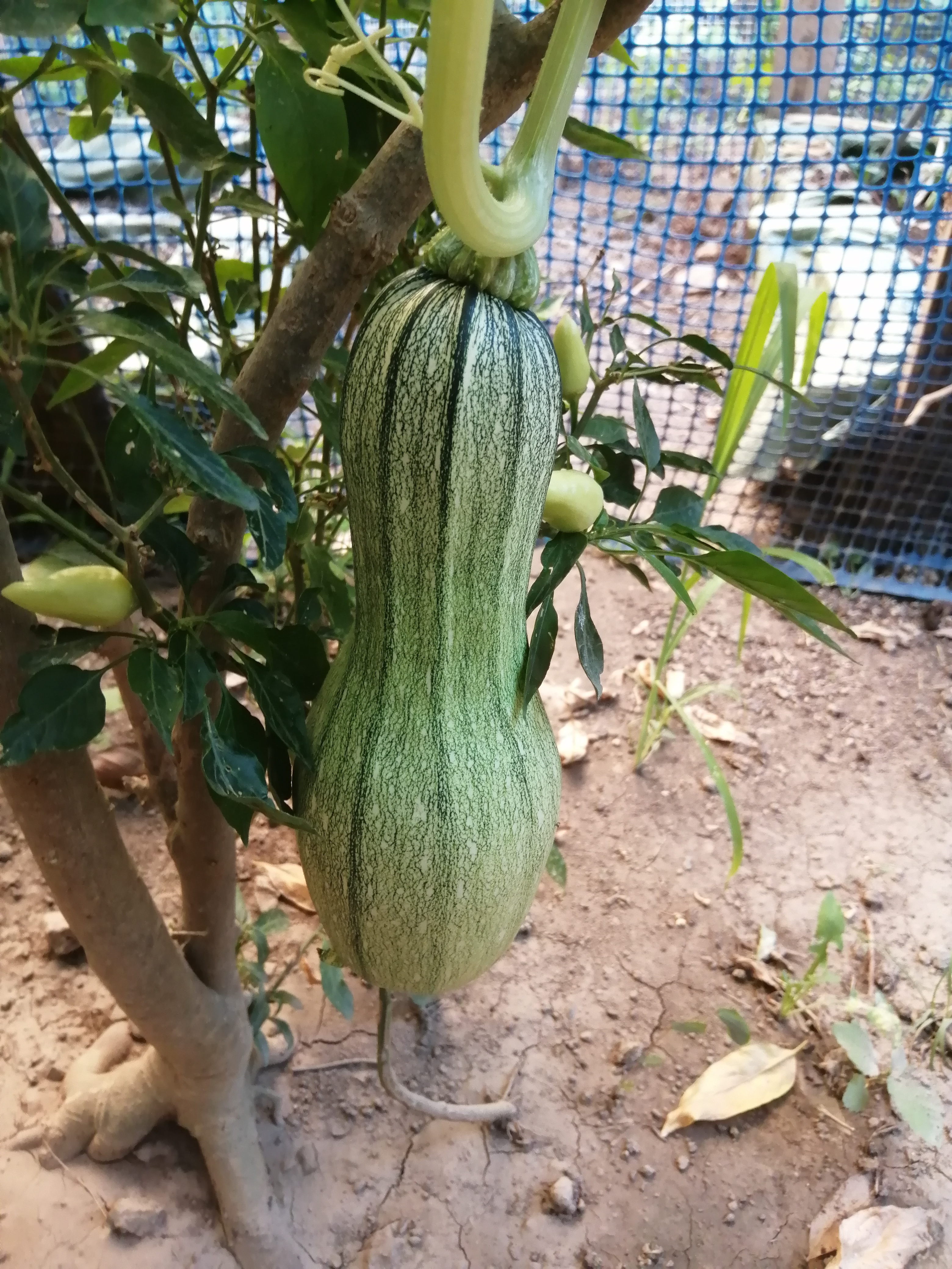 5 weeks since my last post on our Zucchini squashes.
I have a moderate feeling about those plants: …