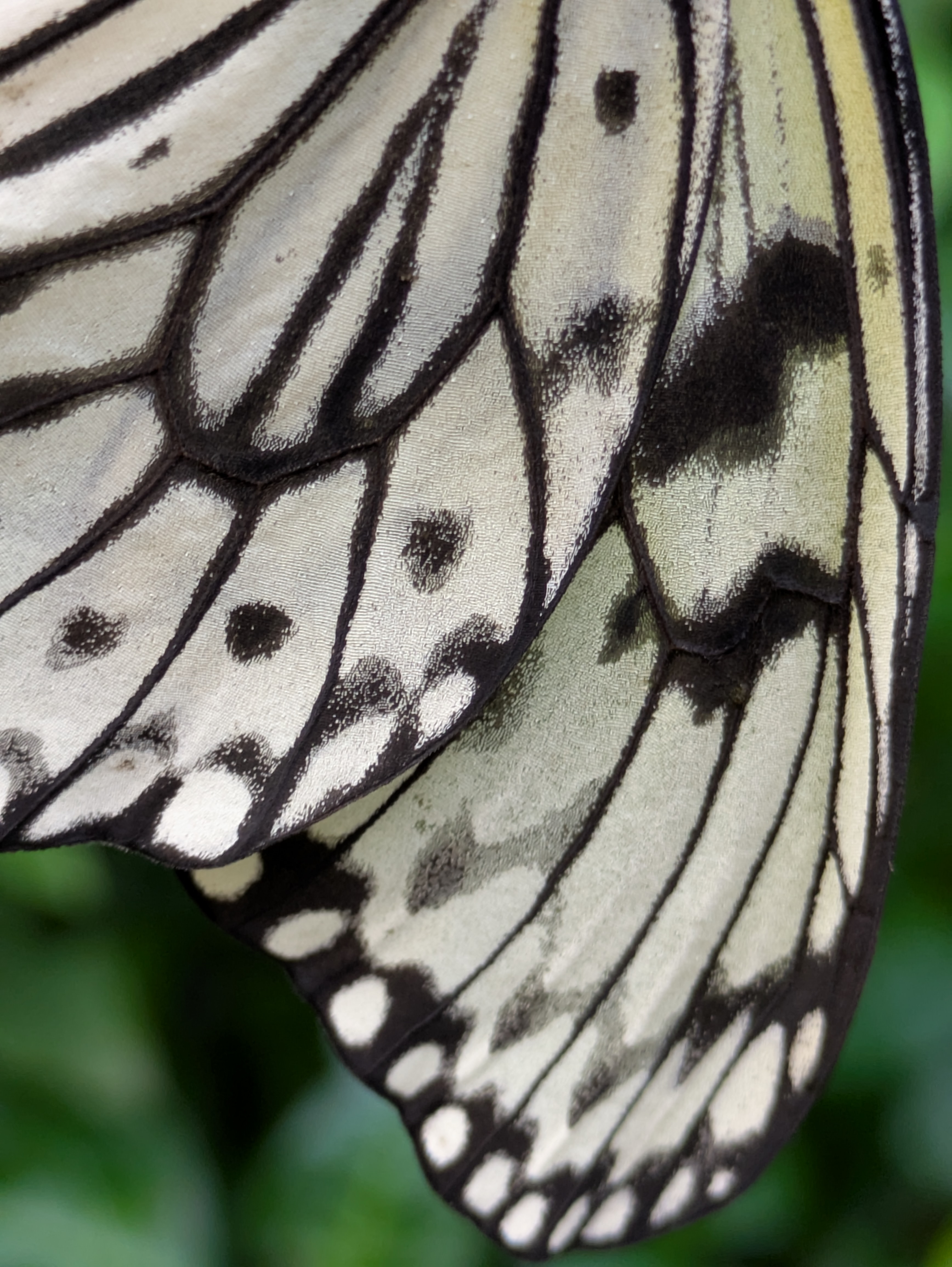 Butterflies
[[pxlpix]]