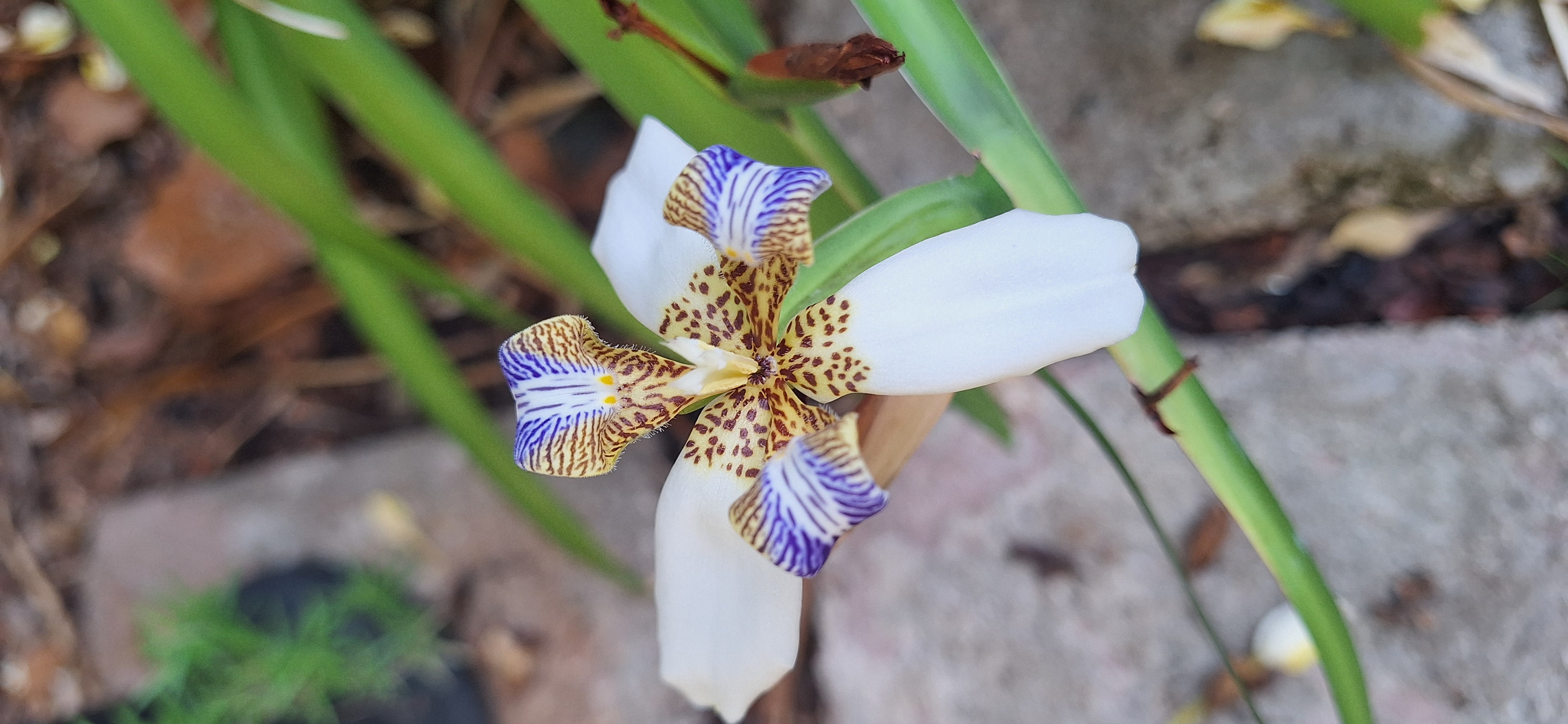 An orchid from my backyard garden.