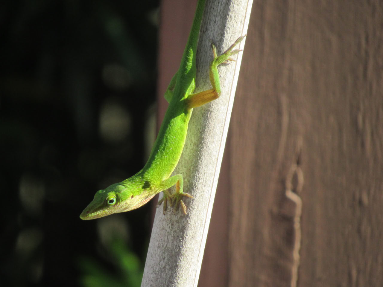 🦎
