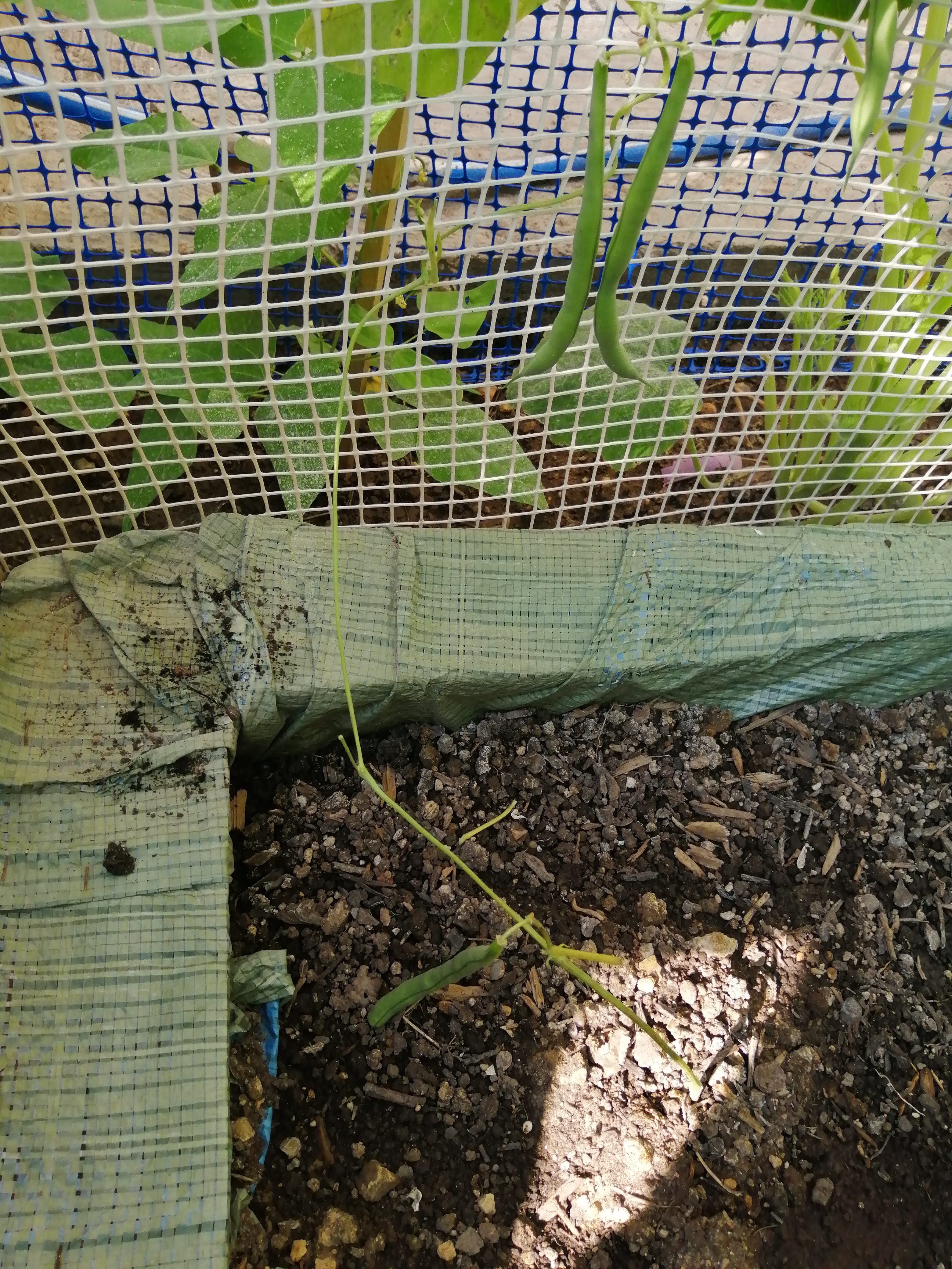 A newcomer in my garden this year are beans. As they thrive well, I will add some more once I harve…
