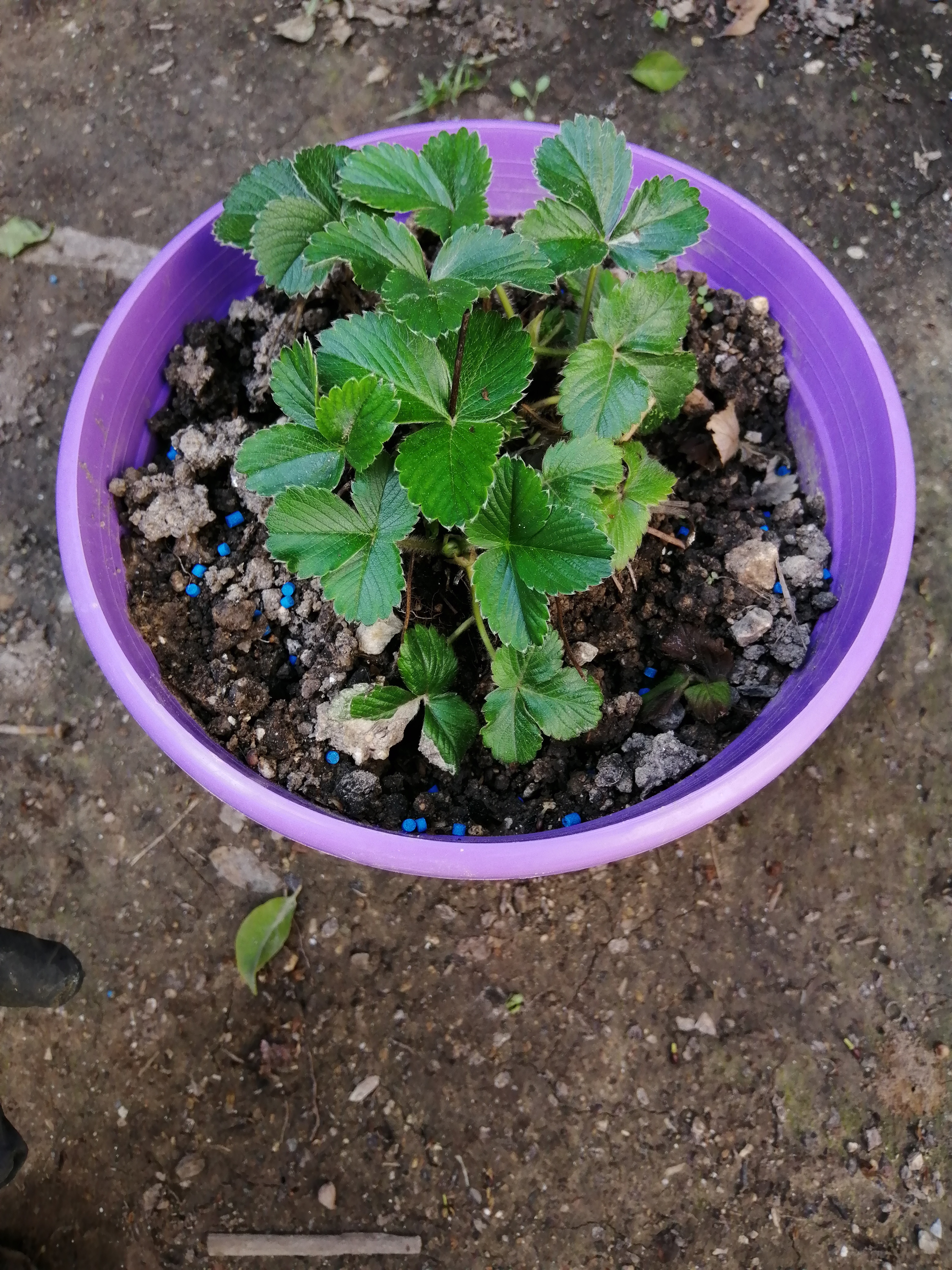 I am happy that our strawberry plants survived the winter.

This year I am going to focus on how to…