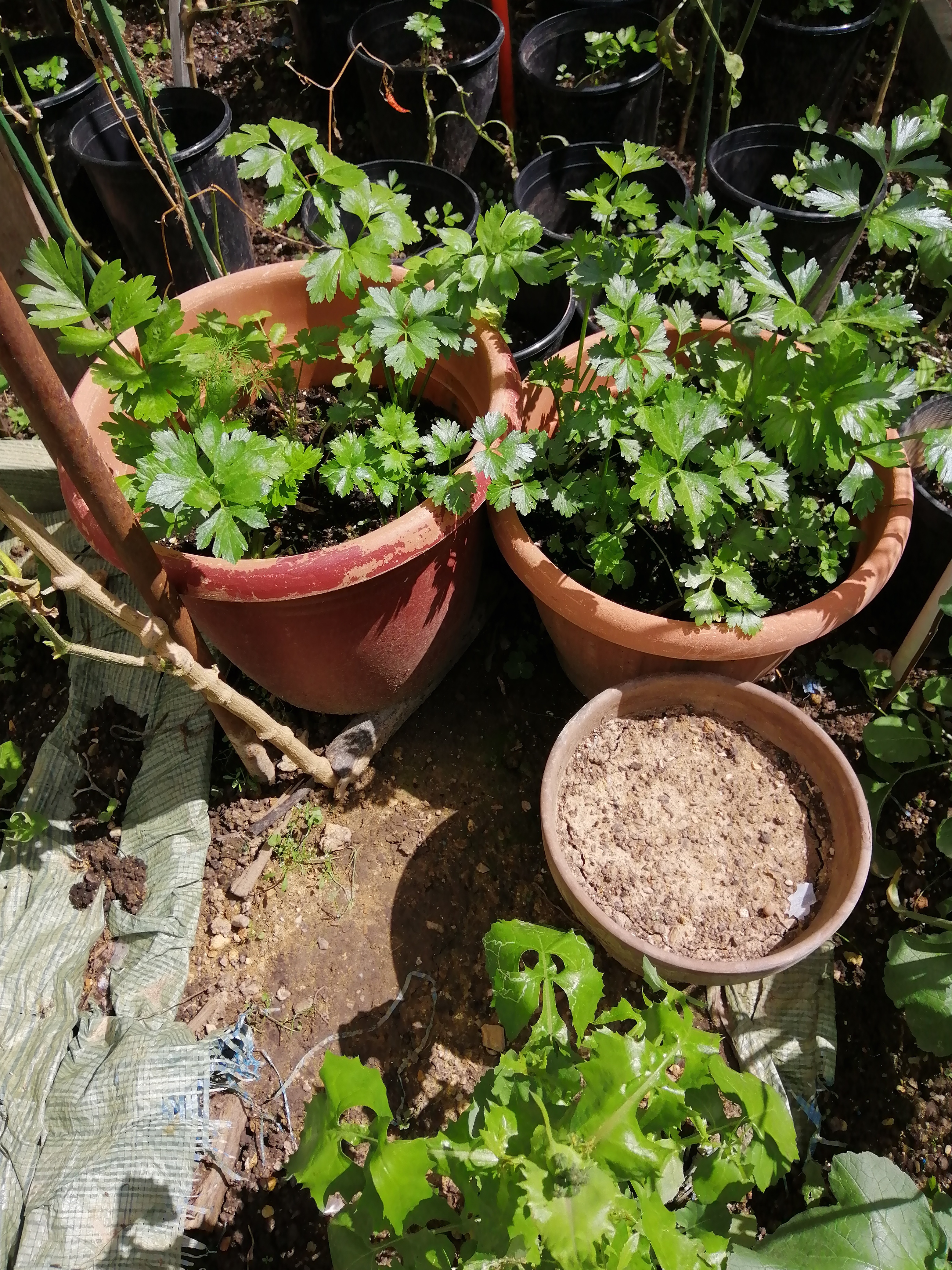 Some more Celery (in pots as an experiment).

[[Hobby]] [[Gardening]] [[Vegetables]] [[Celery]]