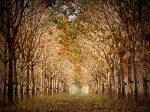 My GF's brother, wife and two children live and work on a rubber plantation in Thailand 
The two ad…