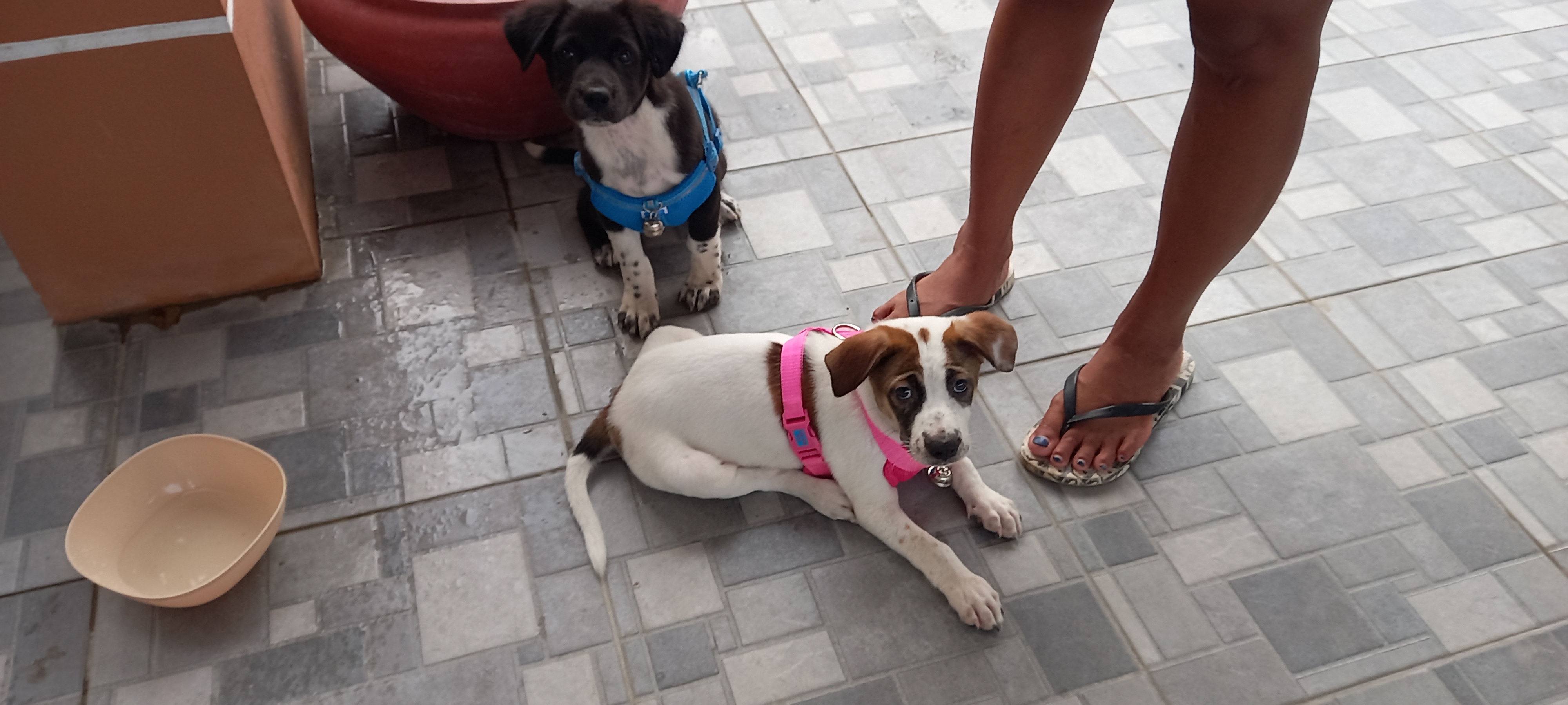 My Thai GF found Lucia on FB and Lucia was driven about 50km by Taxi to us the next day.
Lucias res…