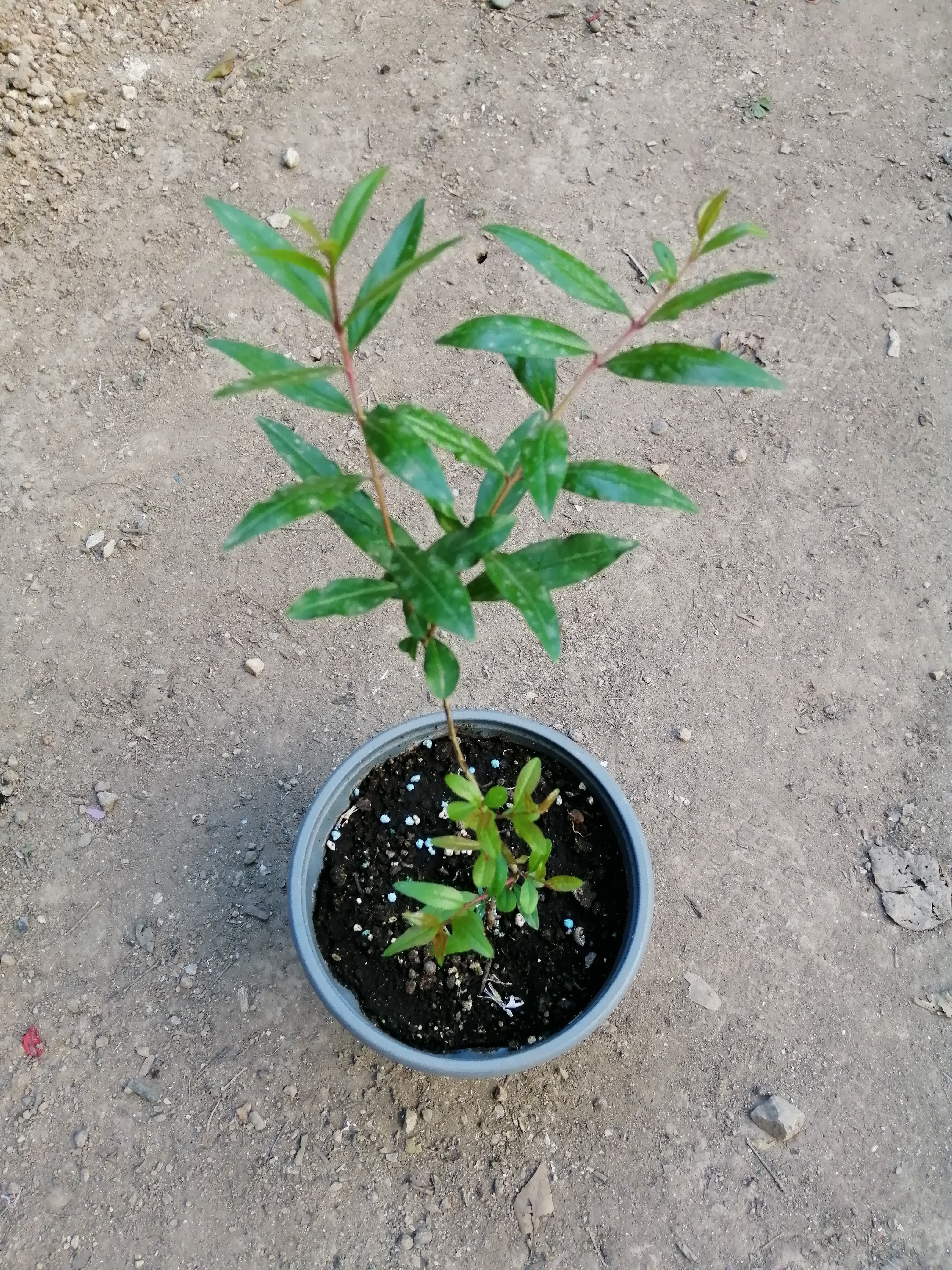 Another fruit which I highly appreciate is Pomegranate so I planted another 4 of them.
[[Hobby]] [[…