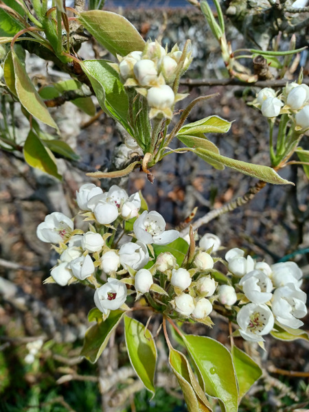 Pear flowers now, fruit this summer.
Good morning treechat and all BSVers.