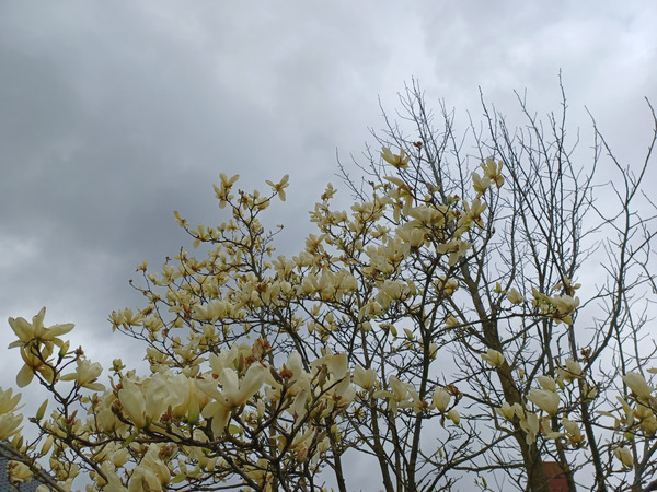Good morning treechat.