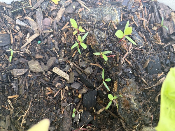 In the spring I gather up the fluff, spread apart , sprinkle some dirt and keep moist. Soon there a…