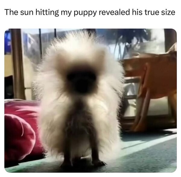 Slashvi post