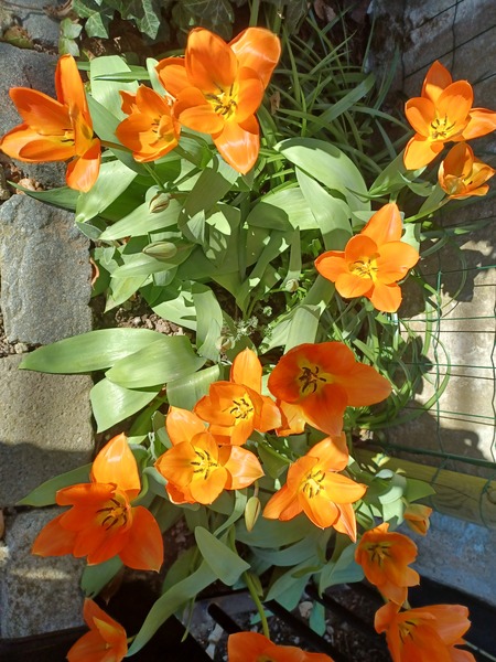 Working in the garden.
Full sun for vit d3.