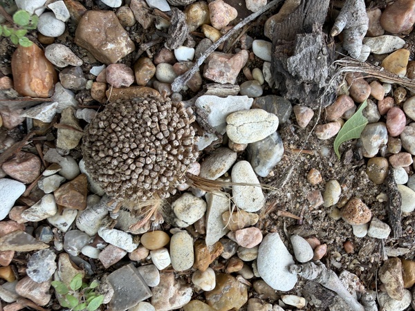 Each Sycamore tree produces these round seed balls each year.