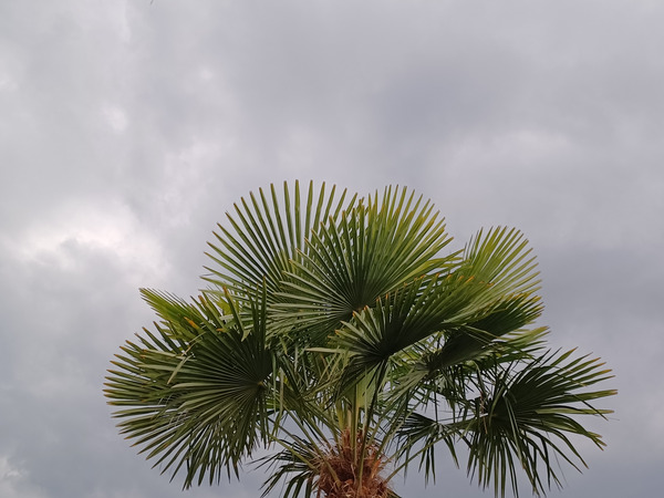 Rain is coming.
Rain , let it rain.