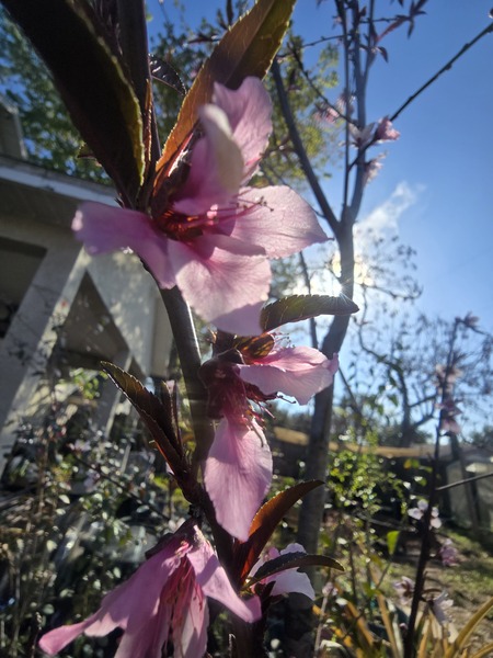 Nectarine trees flowering!