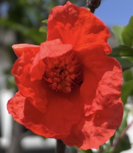 Sexy Pomegranate.