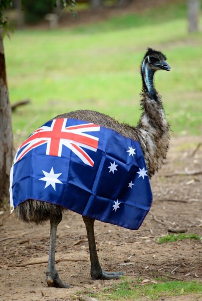 Emu post