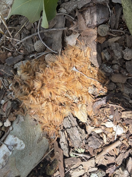 Leaving a small patch off seeds. I believe they need a cold spell or even a freeze over the winter.