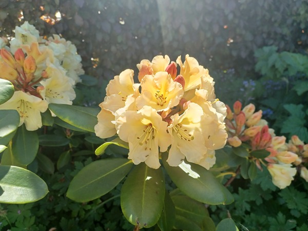 Good morning to all treechatters.
