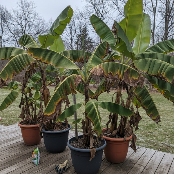 We just put our banana trees outside but I think it’s a bit too early.  The leaves are browning pre…