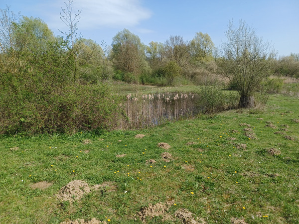 Visited Orveytbos forest today, a part of it is a nature reserve in Zwevegem West Belgium.