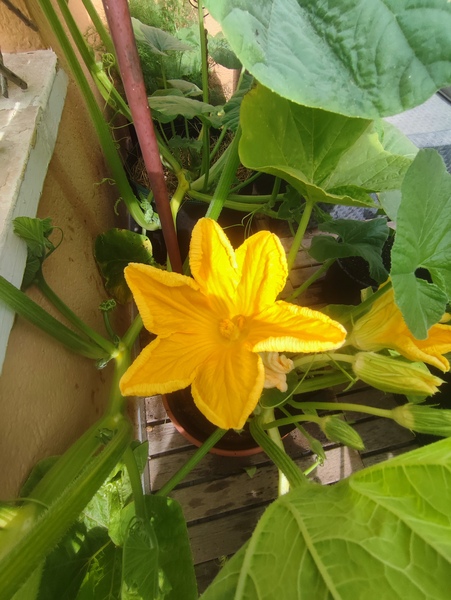 🎃🌼 Update.......