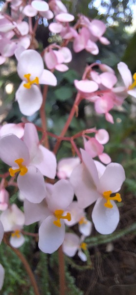 Sunday flowers for the treechat community.