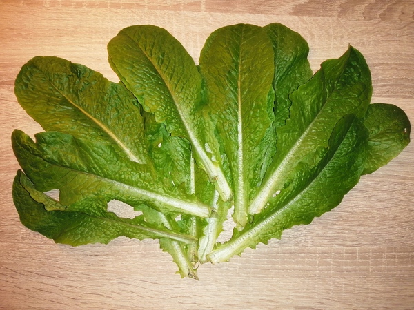 Some fresh crispy & juicy Lettuce.

[[Hobby]] [[Gardening]] [[Vegetables]] [[Lettuce]] [[Romaine Le…