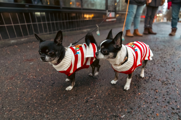 Luna and Otono
#lahti #animalphotography #photography #dogs #Chihuahua