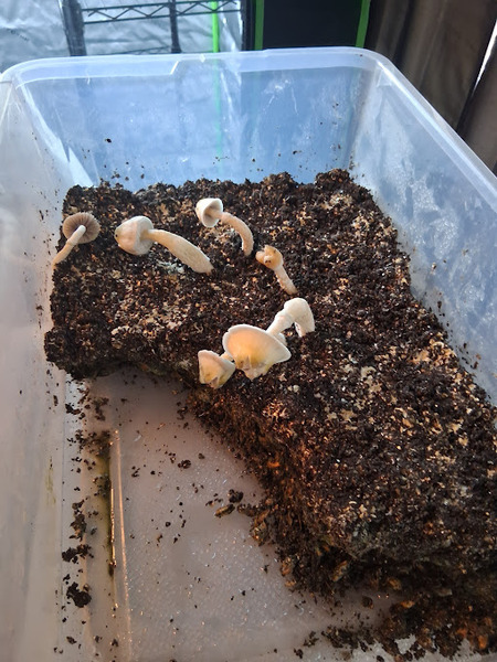 These are Pan Cyans - notoriously difficult to dial in grow-wise. I got a few to fruit. 1g wonders,…