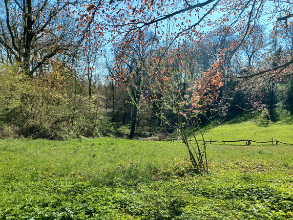 Tiegem forest today.