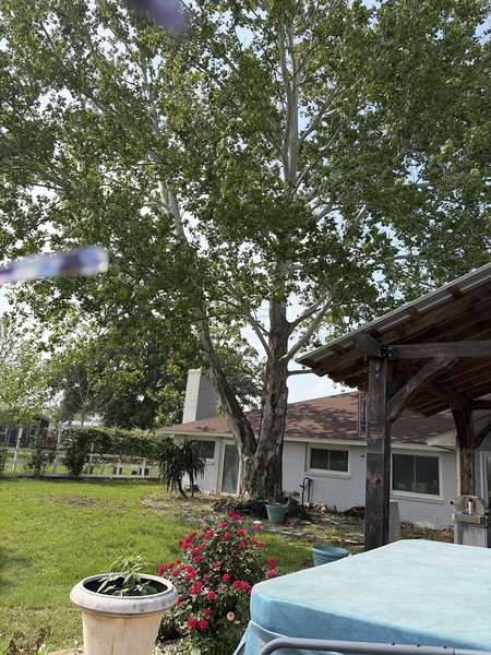 35 (still living ones) started in 2018. The daddy Sycamore is in my back yard. He was here when I a…