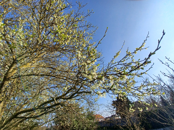 This sunday.
Two options.
Treechat.
Walk.