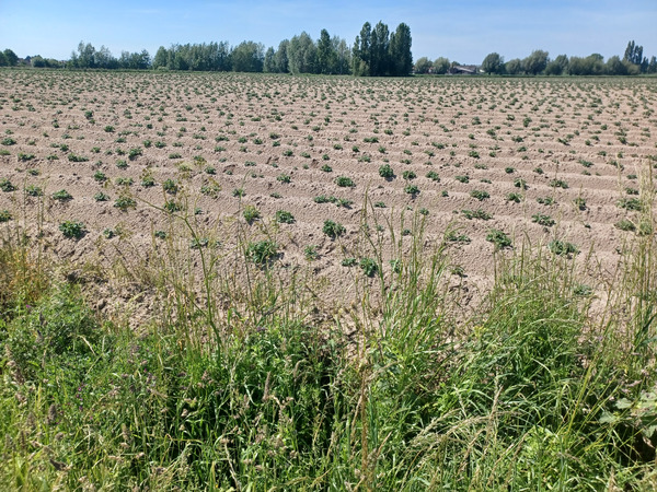 Walk around the village.
Our food starts to grow in the fields.