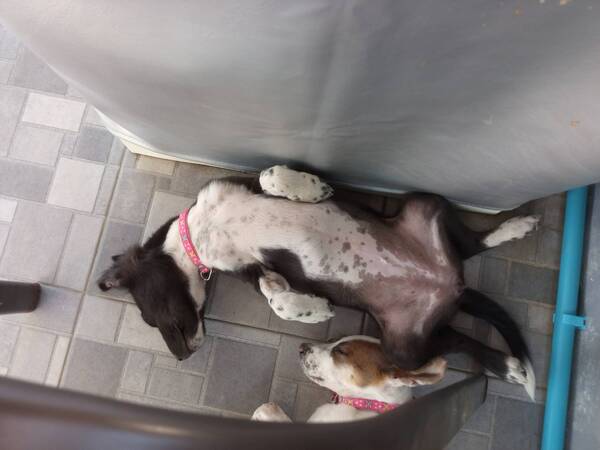 Puppy snooze time, Sophia managed to navigate around the barricades we set up to keep them away fro…