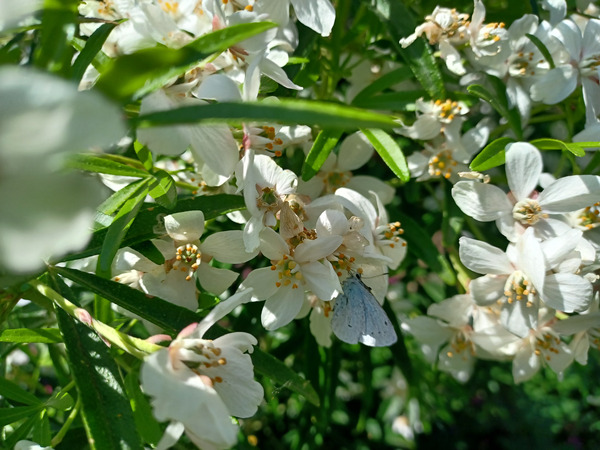Good morning treechat.
Do you see me ?