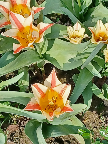 Good morning treechat.
Spring is beautiful
