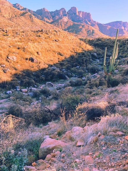 Tucson, Arizona March 2022. Tucson has some of the most beautiful hiking in the country. 😍