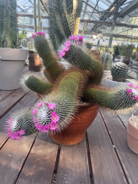 I visited the cactus exhibition at the lake park in Ilsan and it was nice to see such colors and we…